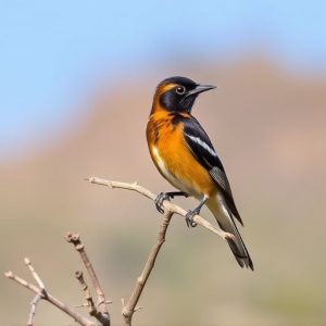 birding-in-southern-arizona-640x480-75122694.jpeg