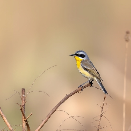 birding in southern Arizona