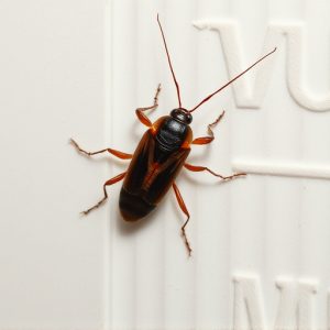 cockroach-640x480-33191170.jpeg