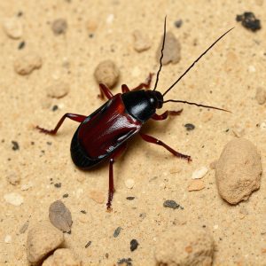 cockroach-640x480-89138517.jpeg