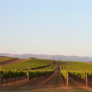 sonoita-vineyards-640x480-31862451.jpeg