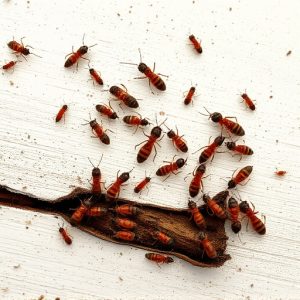 termites-640x480-1734109.jpeg