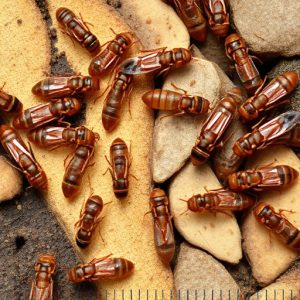termites-640x480-17627518.jpeg