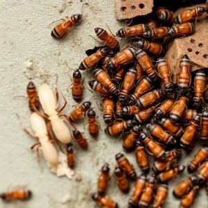 termites-640x480-24327660.jpeg