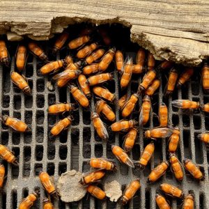 termites-640x480-37150344.jpeg