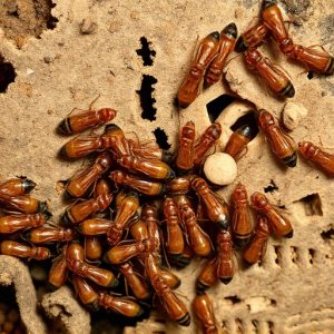 termites-640x480-39155269.jpeg