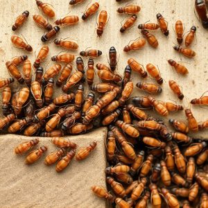 termites-640x480-47171656.jpeg