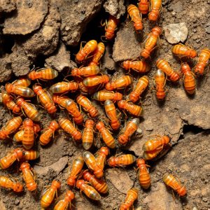 termites-640x480-56598233.jpeg