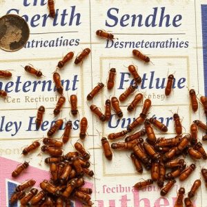 termites-640x480-59321749.jpeg