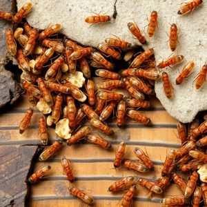 termites-640x480-7762393.jpeg