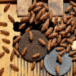 termites-640x480-84439788.jpeg