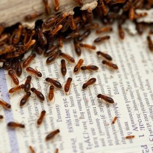 termites-640x480-84626120.jpeg