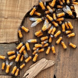 termites-640x480-85645173.jpeg