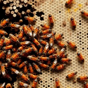 termites-640x480-85962203.jpeg