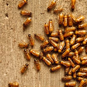 termites-640x480-9300433.jpeg