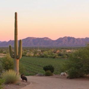 wineries-in-southern-arizona-640x480-7954032.jpeg