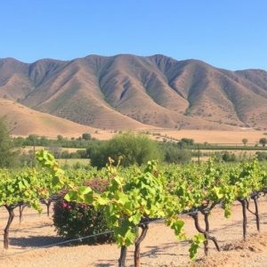 wineries-near-sonoita-az-640x480-66083588.jpeg