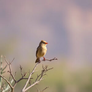 Patagonia Lake State Park: Birder’s Haven for Rare Green Kingfisher Sightings