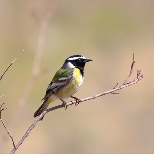 birding in southern Arizona