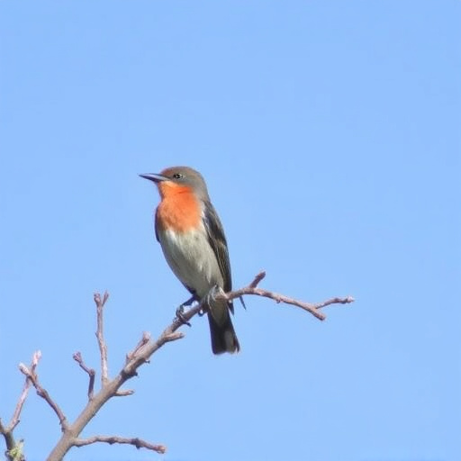 birding in southern Arizona