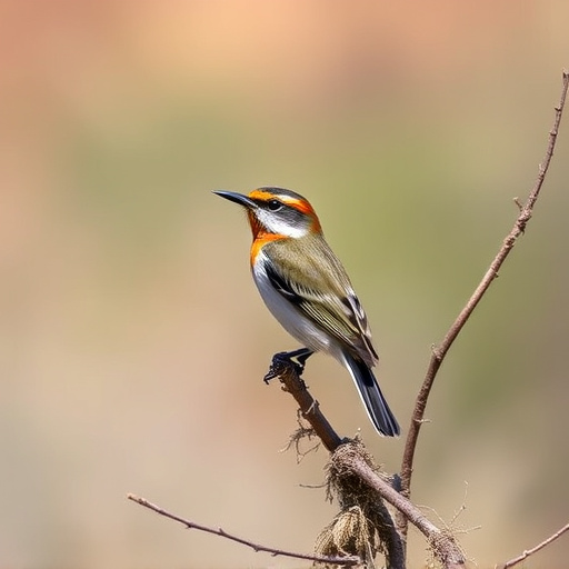 birding in southern Arizona