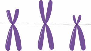 npressfetimg-166.png