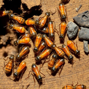 termites-640x480-18279138.jpeg