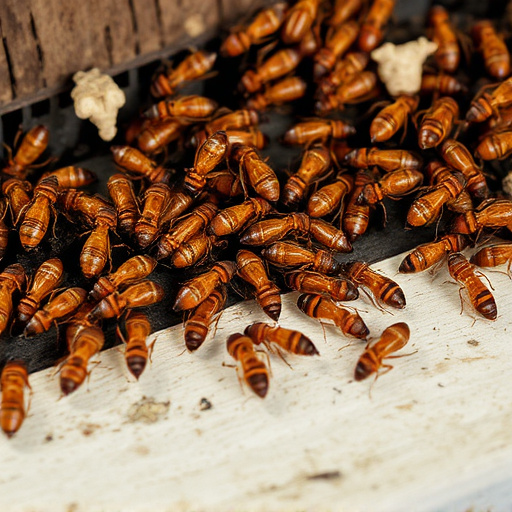termites