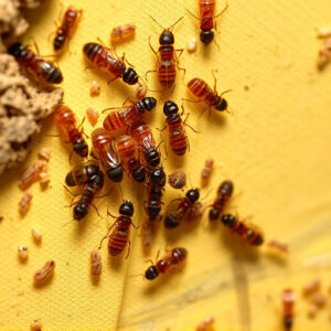 termites-640x480-2774744.jpeg