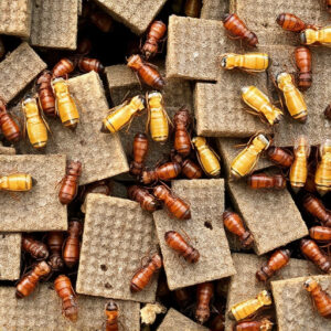 termites-640x480-30504131.jpeg