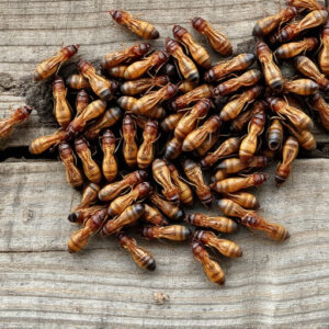 termites-640x480-32998375.jpeg