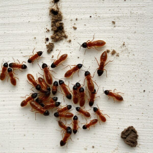 termites-640x480-33207753.jpeg