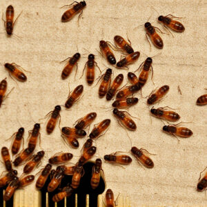 termites-640x480-51765905.jpeg