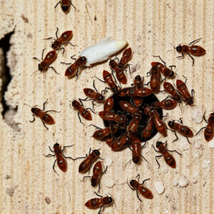 termites-640x480-56348861.jpeg