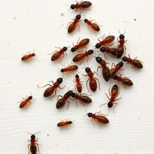 termites-640x480-75154067.jpeg