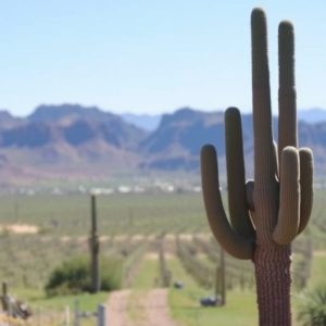 wine-tours-southern-arizona-640x480-72810776.jpeg