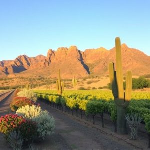 wineries-in-southern-arizona-640x480-35494093.jpeg