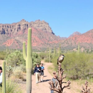 birding-in-southern-arizona-640x480-1678435.jpeg