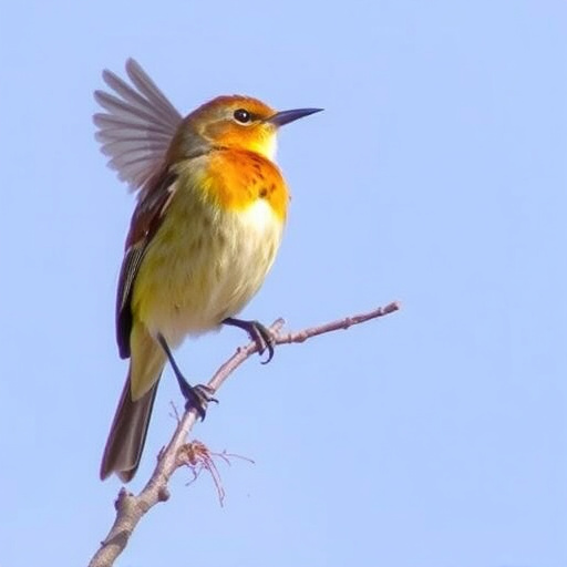 birding in southern Arizona