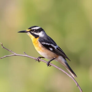 birding-in-southern-arizona-640x480-46301241.jpeg