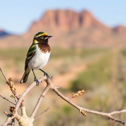 birding in southern Arizona