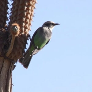 Unveiling Warbler Breeding Sites: Birding in Southern Arizona’s Florida Canyon