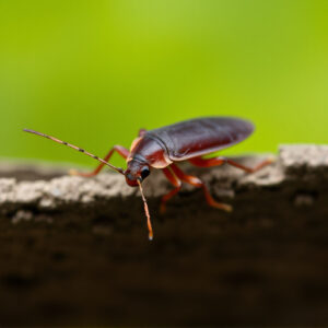 Tucson Roach Exterminator: Mastering Preventative Pest Control Strategies