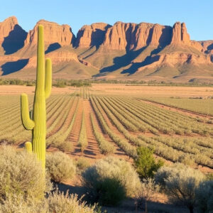 southern-az-wineries-640x480-91548484.jpeg