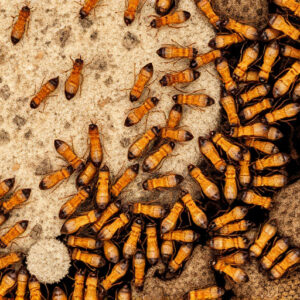 termites-640x480-16896086.jpeg