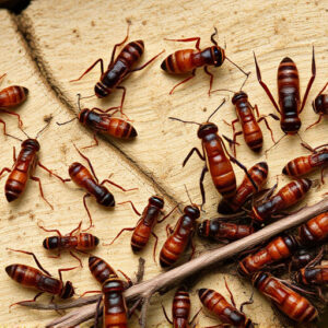 termites-640x480-20743839.jpeg