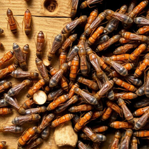 termites-640x480-34248164.jpeg