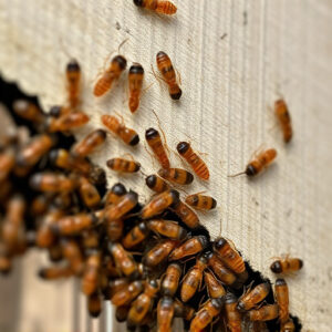 termites-640x480-51564833.jpeg