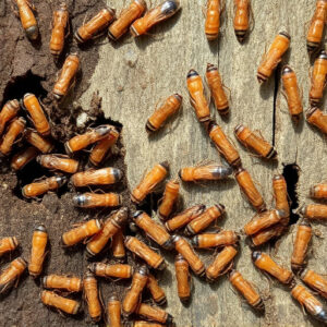 termites-640x480-54434104.jpeg