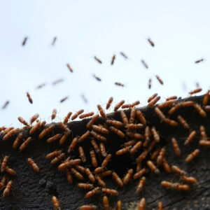 termites-640x480-7084054.jpeg